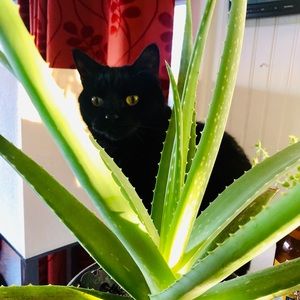 Meet your Posher, Carrie